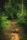 trail