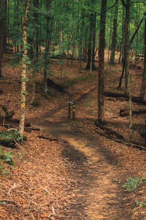 Hiking trail through a green forest, photo by Niki Clark on Pexels