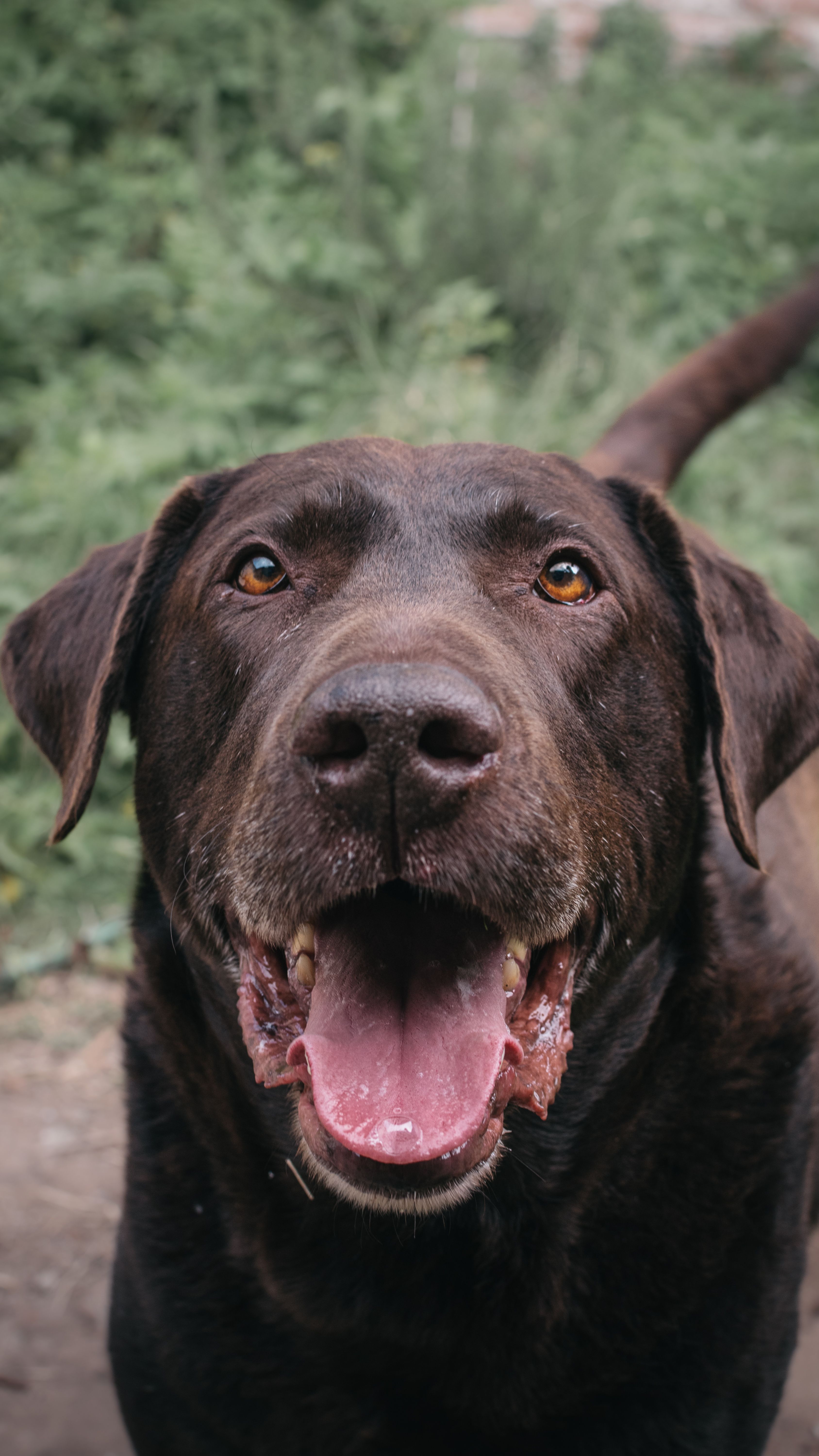 Cão chocolate Labrador sorrindo ao ar livre, simbolizando bem-estar animal proporcionado por um plano de saúde pet