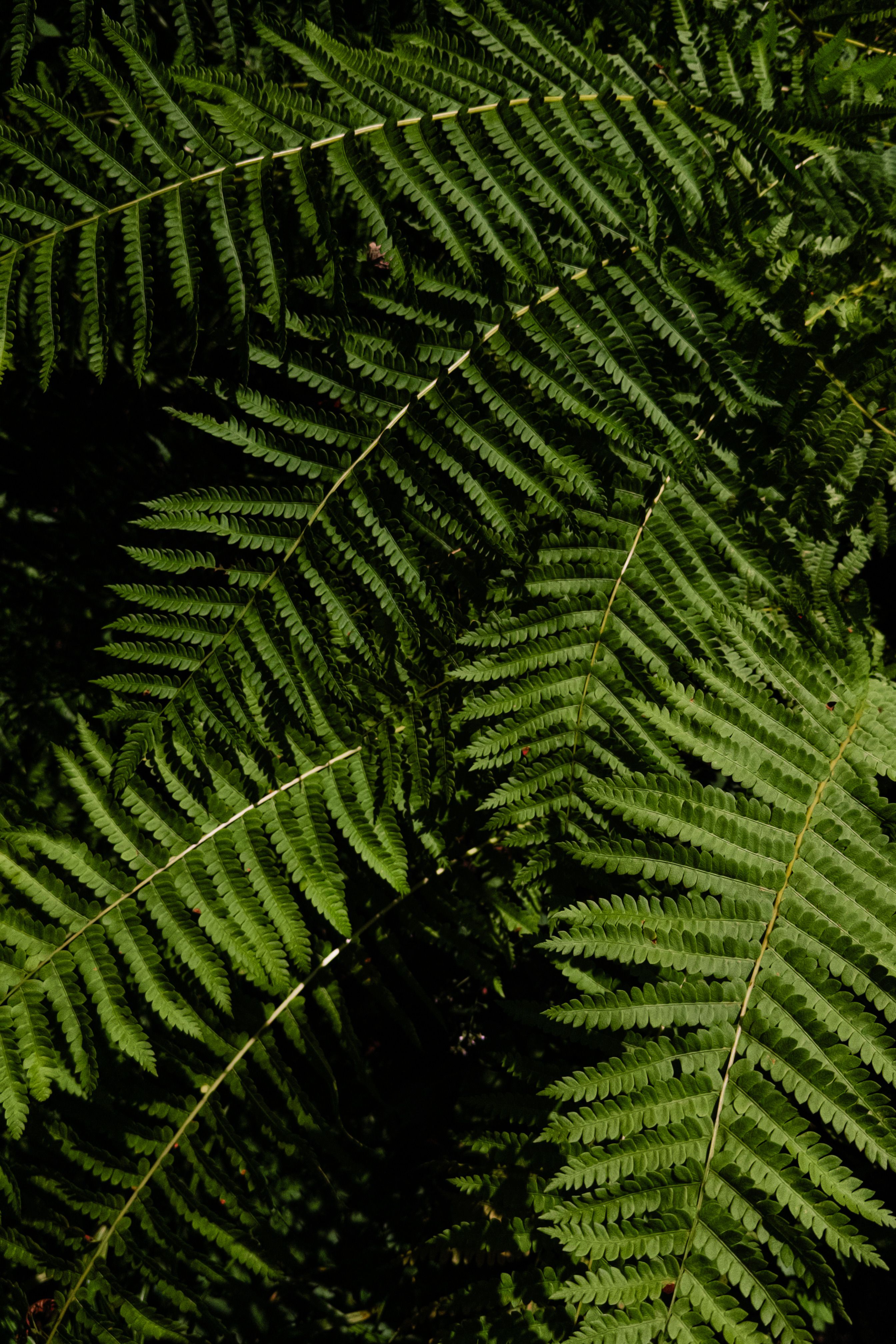 Close-up of vibrant fern leaves showcasing intricate patterns and lush greenery.