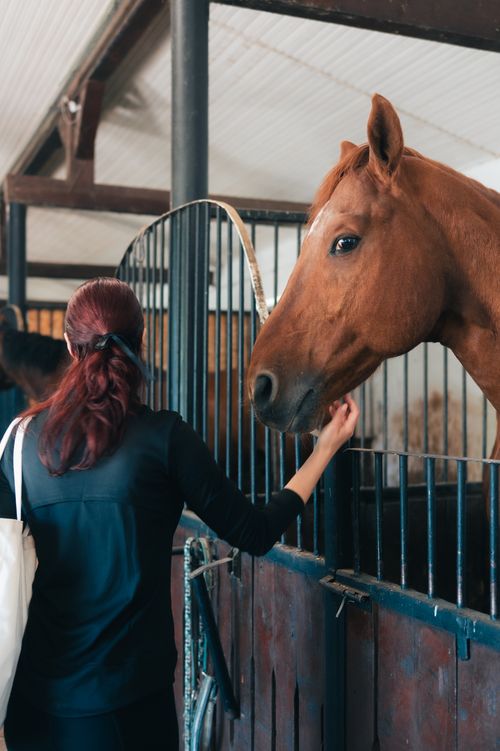 Free A woman lovingly pets a horse in a stable, showing affection and care. Stock Photo