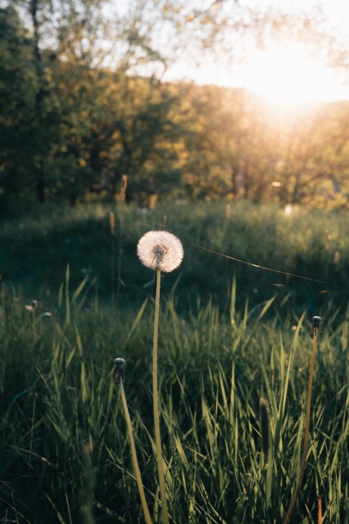 Free Peaceful scenery of a dandelion in a sunlit field during sunset, evoking a sense of calm. Stock Photo