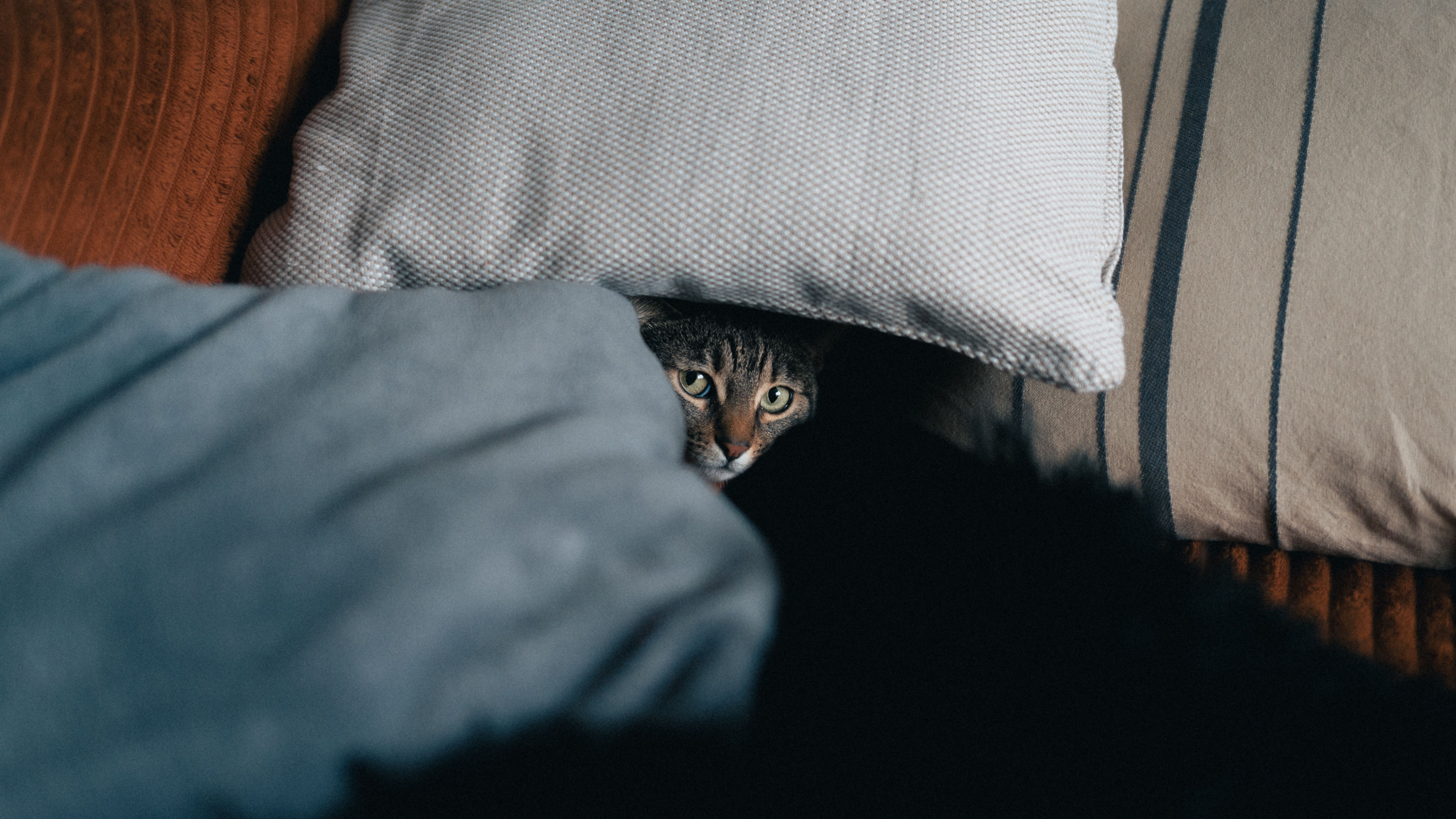 cat focused on finding a hidden treat - cat brain games