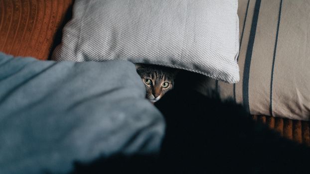 A curious cat peeks out from under pillows, creating a cozy indoor scene.