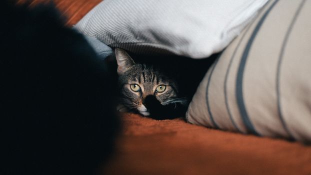 Adorable tabby cat peeking from between soft pillows, creating a cozy home vibe.
