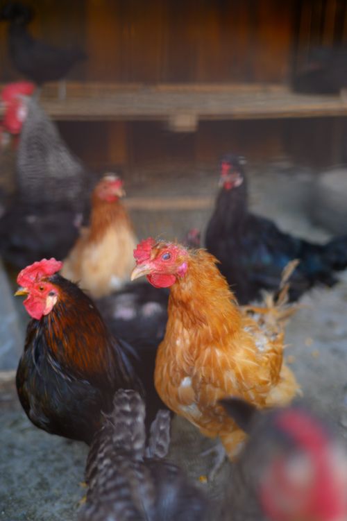 Free Close-up of colorful chickens gathered in a rustic barnyard setting. Vibrant and lively. Stock Photo
