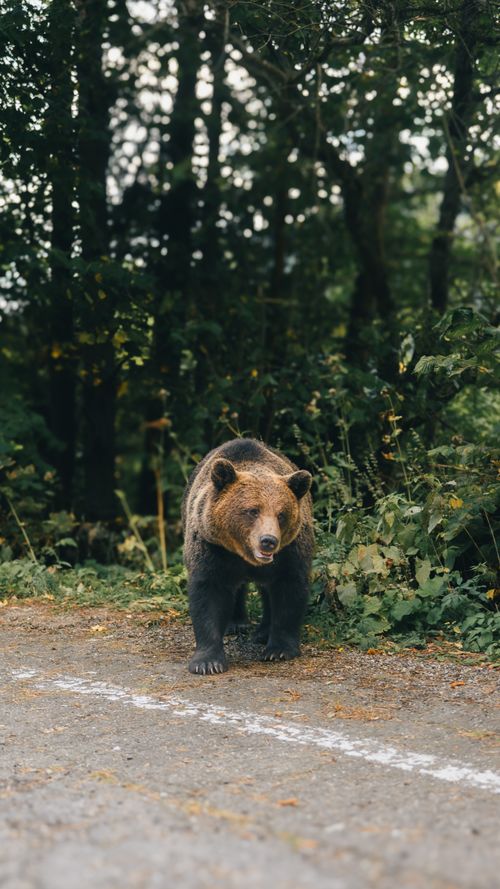 Free A brown bear stands on a forest road, surrounded by lush greenery and trees. Stock Photo