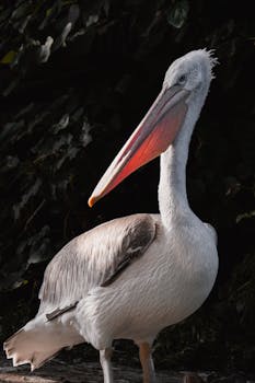 Close-up of a pelican with a large beak in dramatic lighting, highlighting feather details.