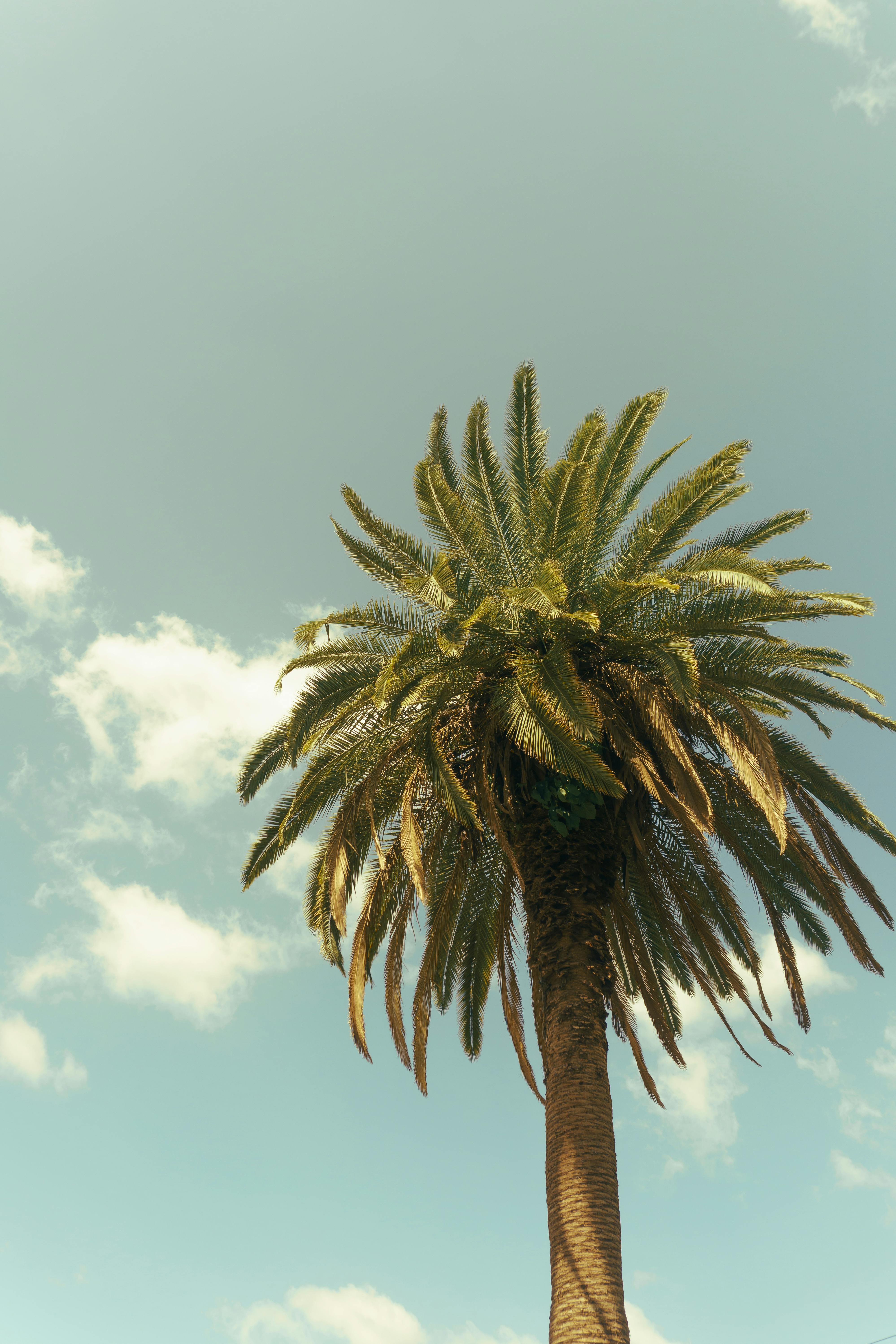 A solitary palm tree stands tall against a bright blue sky with fluffy clouds.