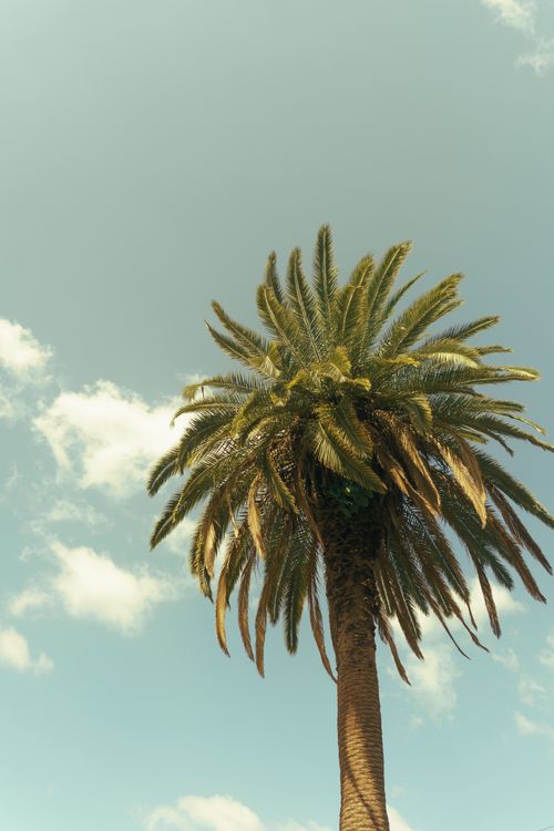 Free A solitary palm tree stands tall against a bright blue sky with fluffy clouds. Stock Photo