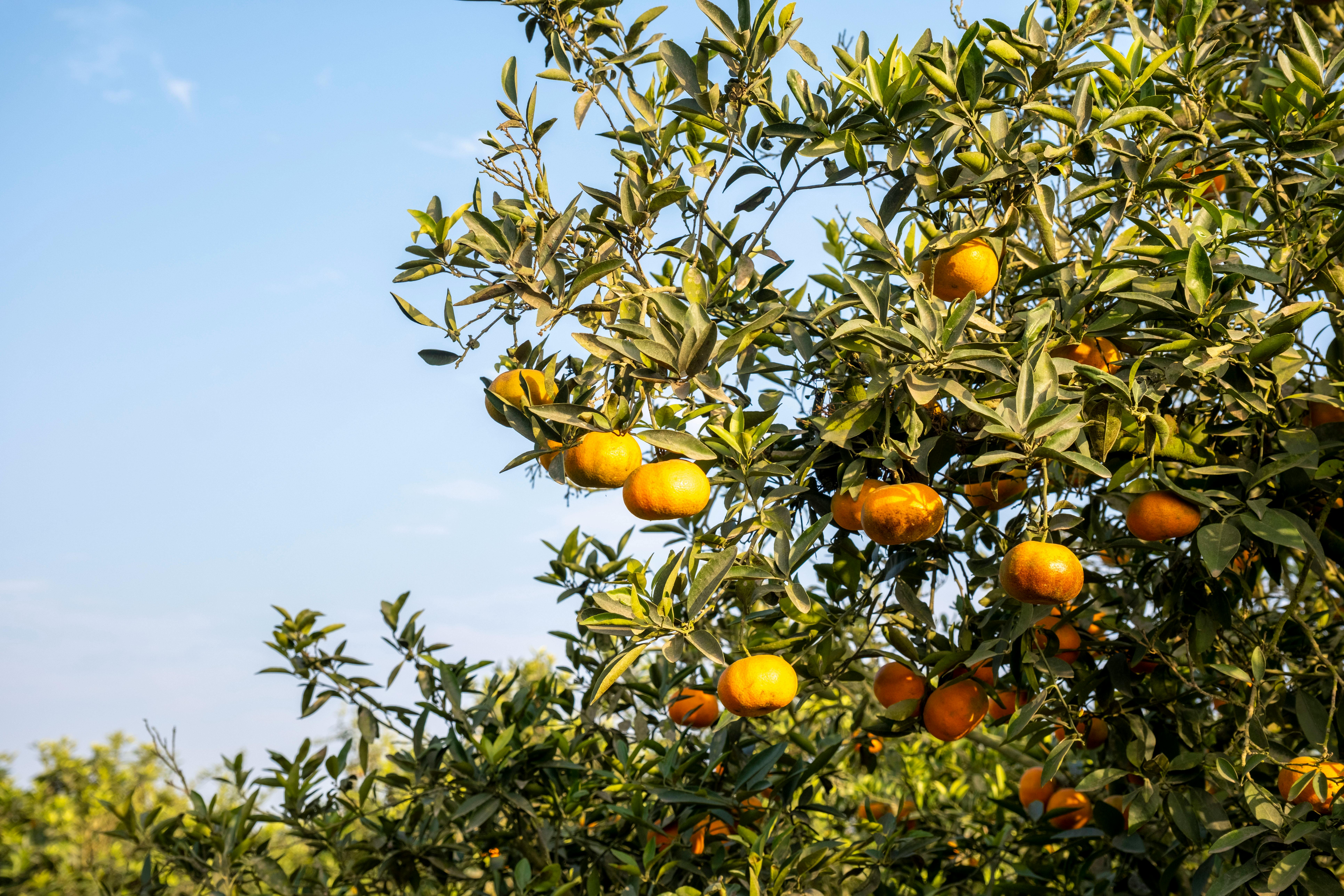 Citrus supply remains stable despite heavy rains in Limpopo