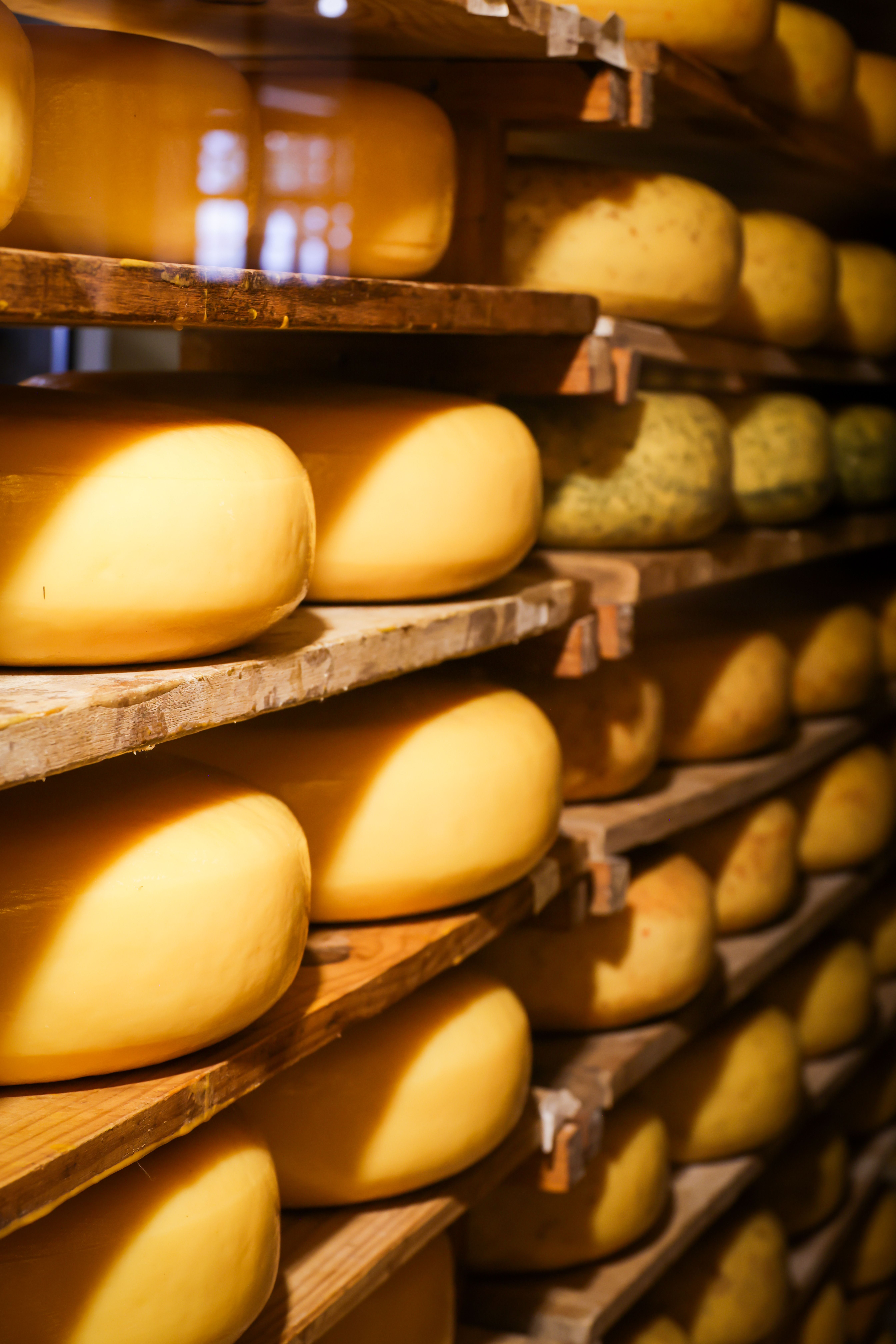 Cheese Aging Photos, Download The BEST Free Cheese Aging Stock Photos