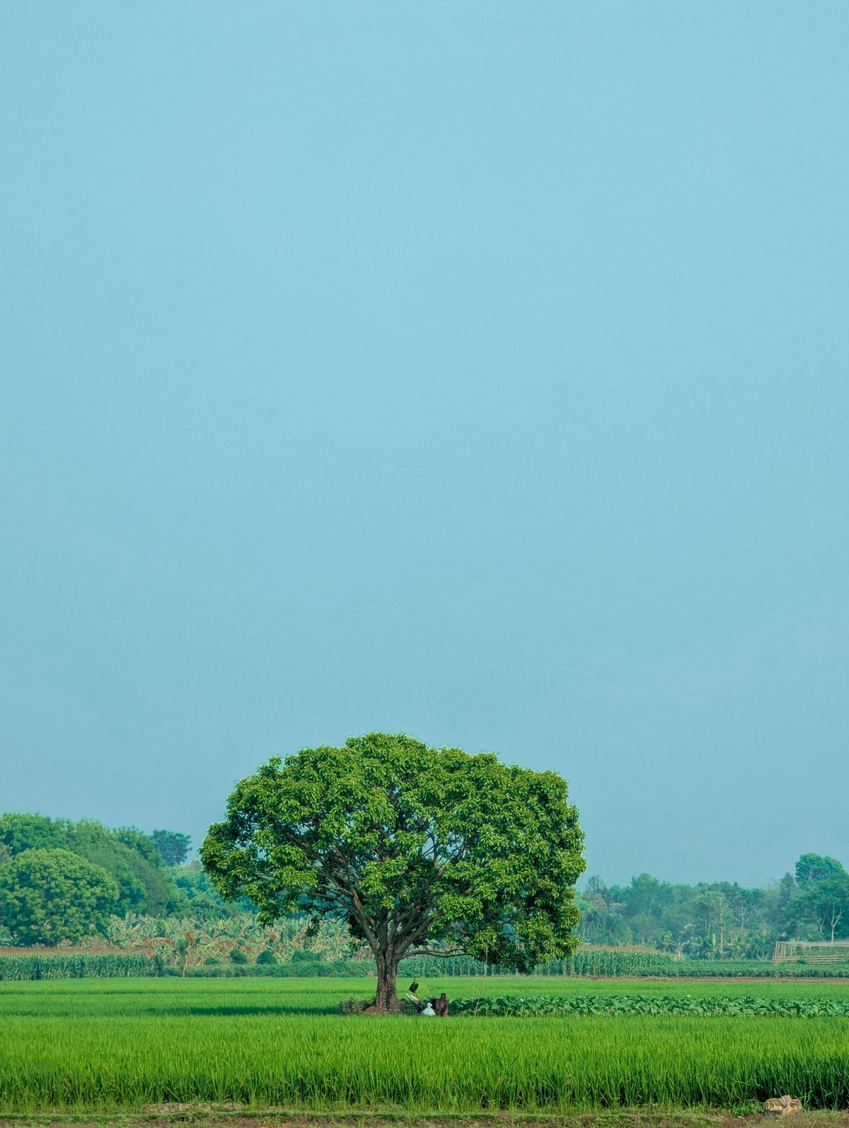 Lone Tree in Vibrant Green Field Under Clear Sky · Free Stock Photo