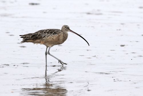 Free A Long-billed Curlew wading in a serene wetland, showcasing its distinctive long bill. Stock Photo