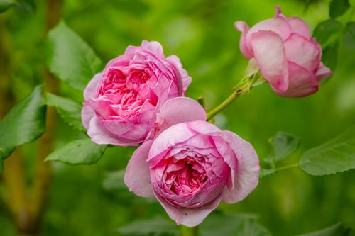 Free Beautiful close-up of vibrant pink roses blooming in a lush garden. Stock Photo