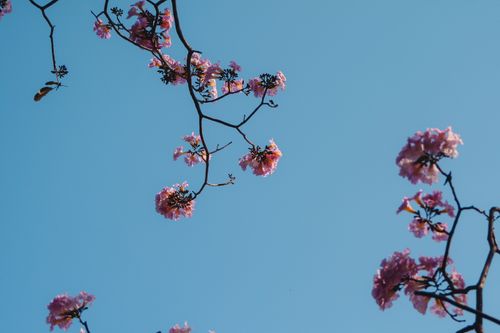 Free Beautiful pink Tabebuia flowers in full bloom set against a clear blue sky in Bengaluru, India. Stock Photo