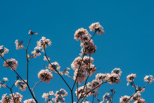 Blooming pink poui flowers set against a vibrant blue sky in Bengaluru, India.