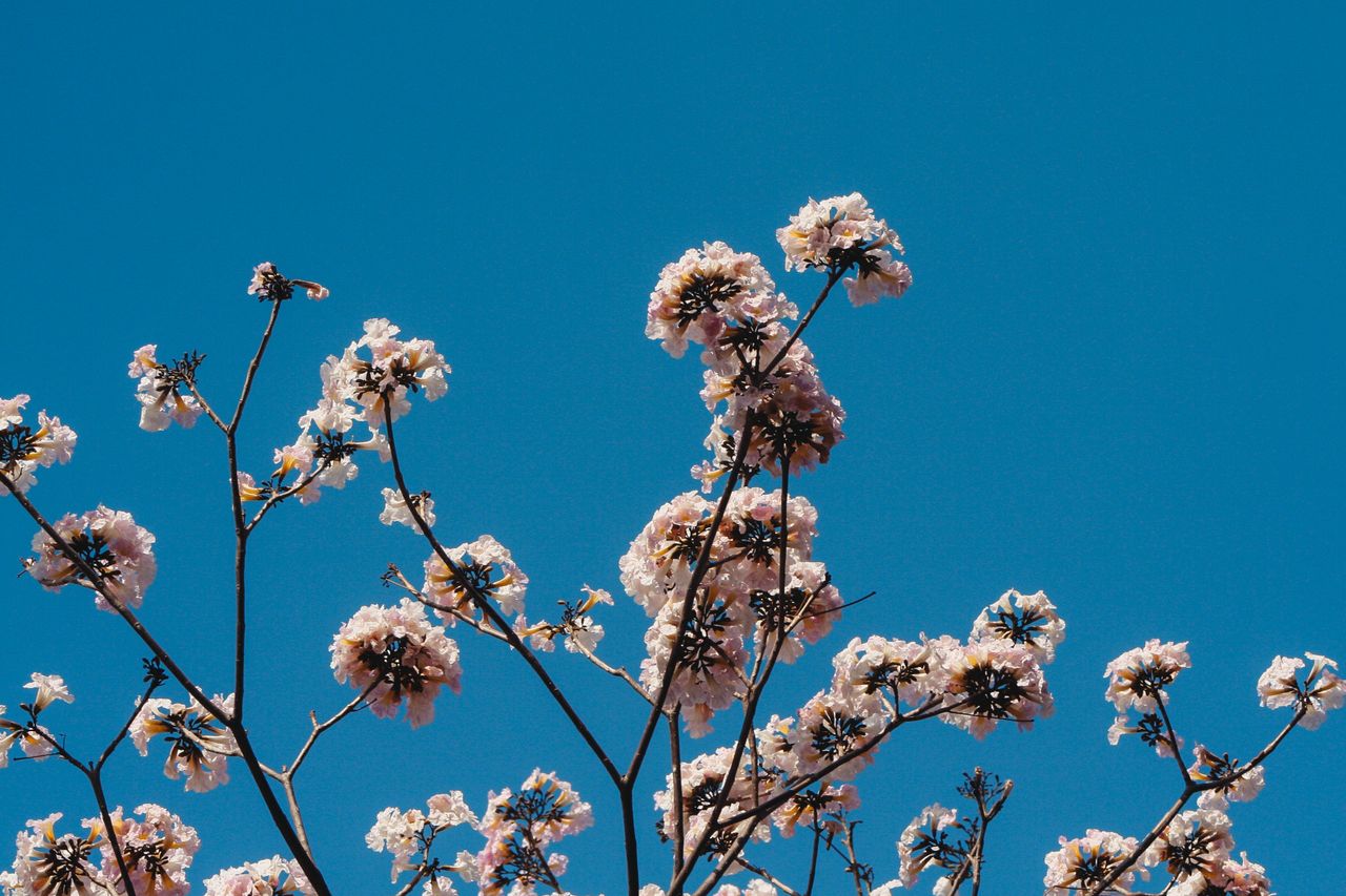 blooming pink poui flowers set against a vibrant blue sky in bengaluru
