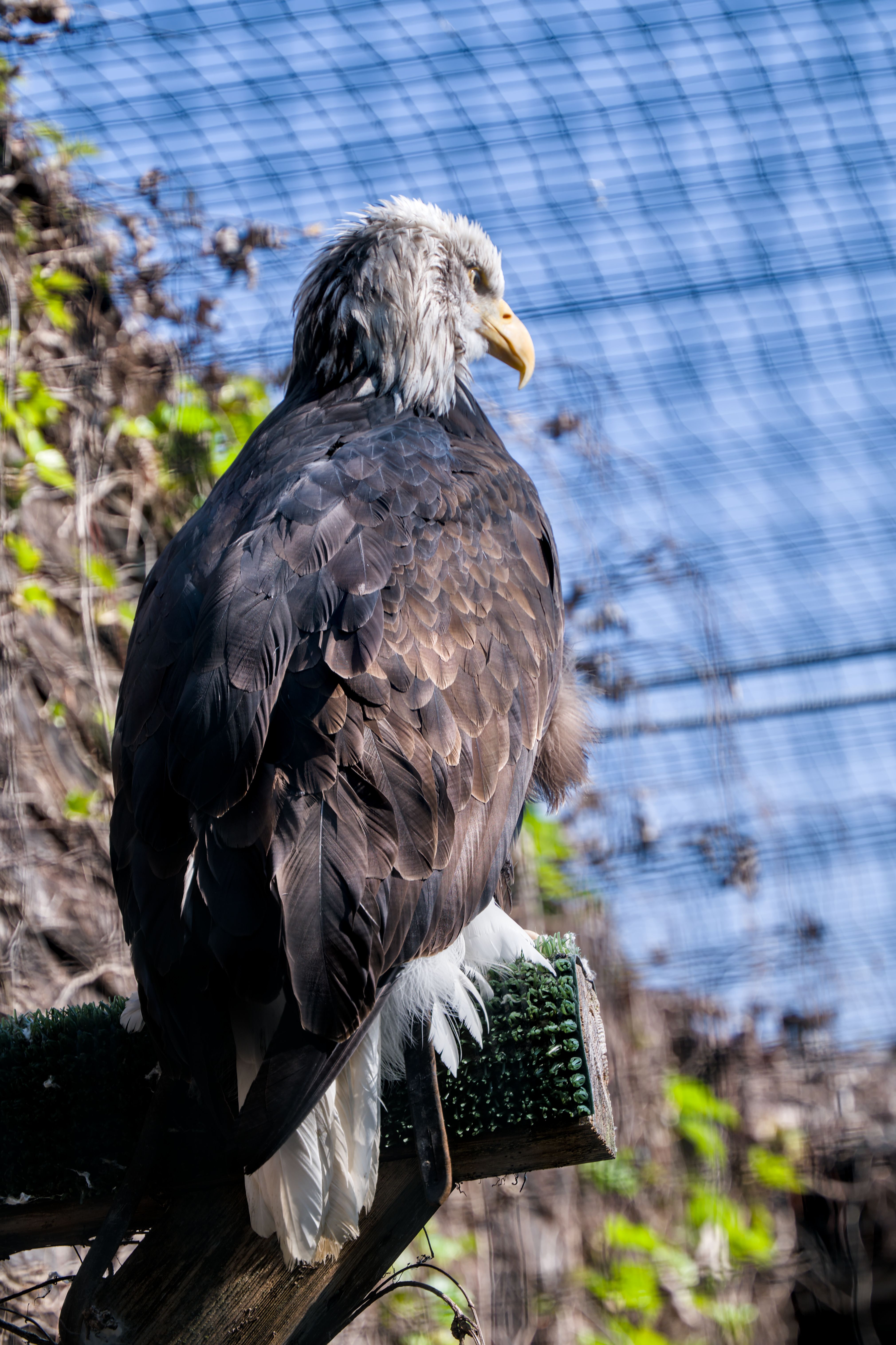 Bald Eagle in Natural Habitat at Zoo · Free Stock Photo