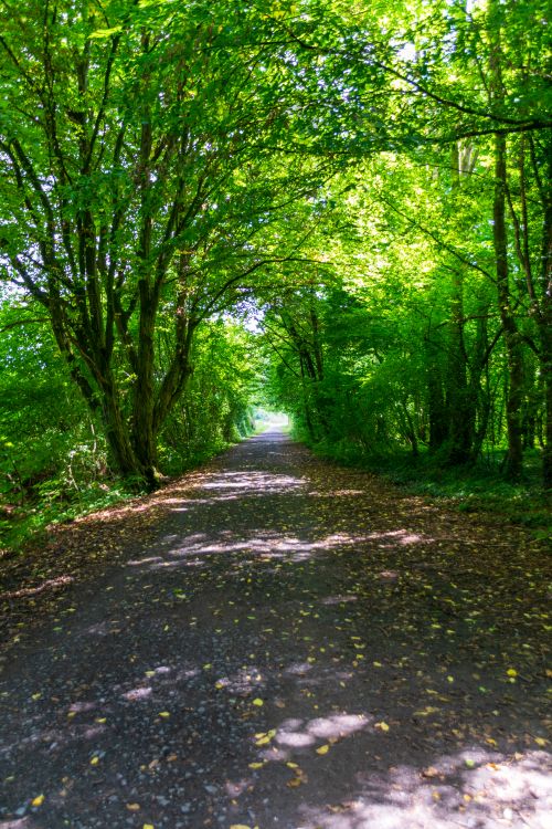 Free A serene forest pathway surrounded by lush green trees, perfect for a tranquil nature walk. Stock Photo
