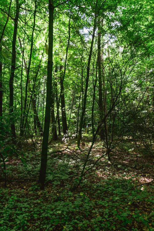 Free Serene forest scene with sunlight filtering through lush green leaves, creating a peaceful natural setting. Stock Photo