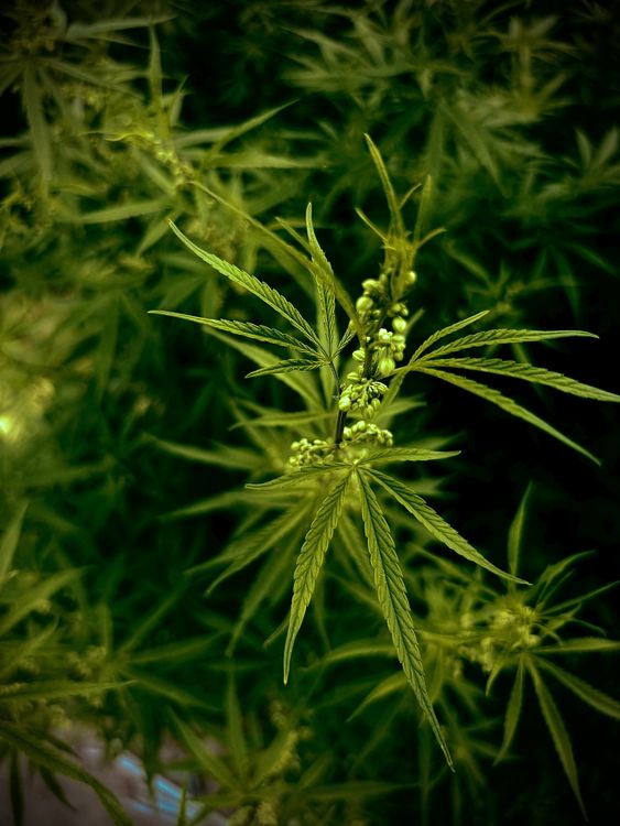 Planta de cannabis exuberante representando la industria cannábica Argentina