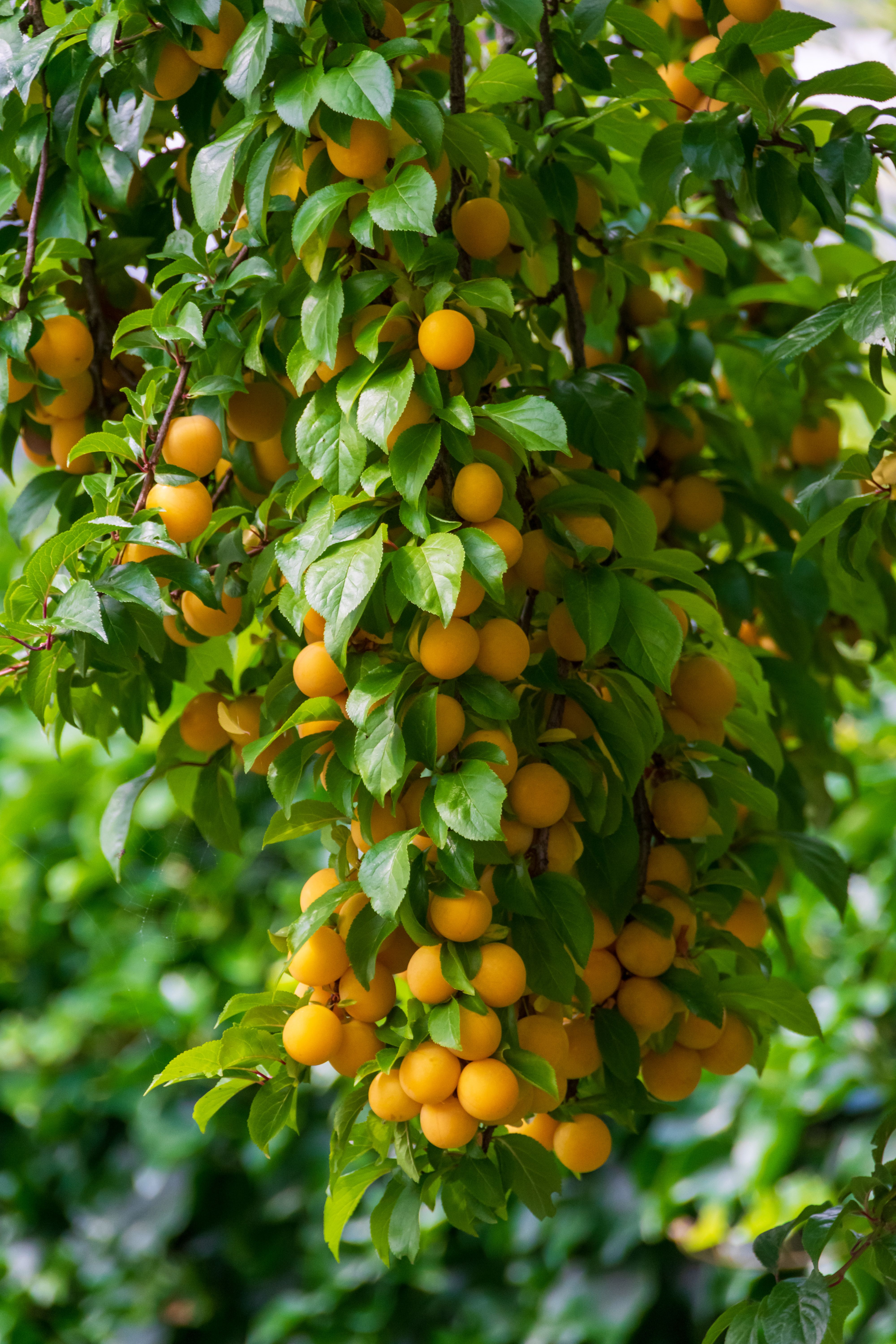Golden Fruits Hanging on a Lush Green Tree · Free Stock Photo