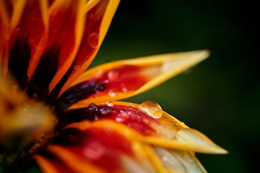 Close-up of colorful Gazania flower petals with water droplets, showcasing natural beauty and vivid hues.