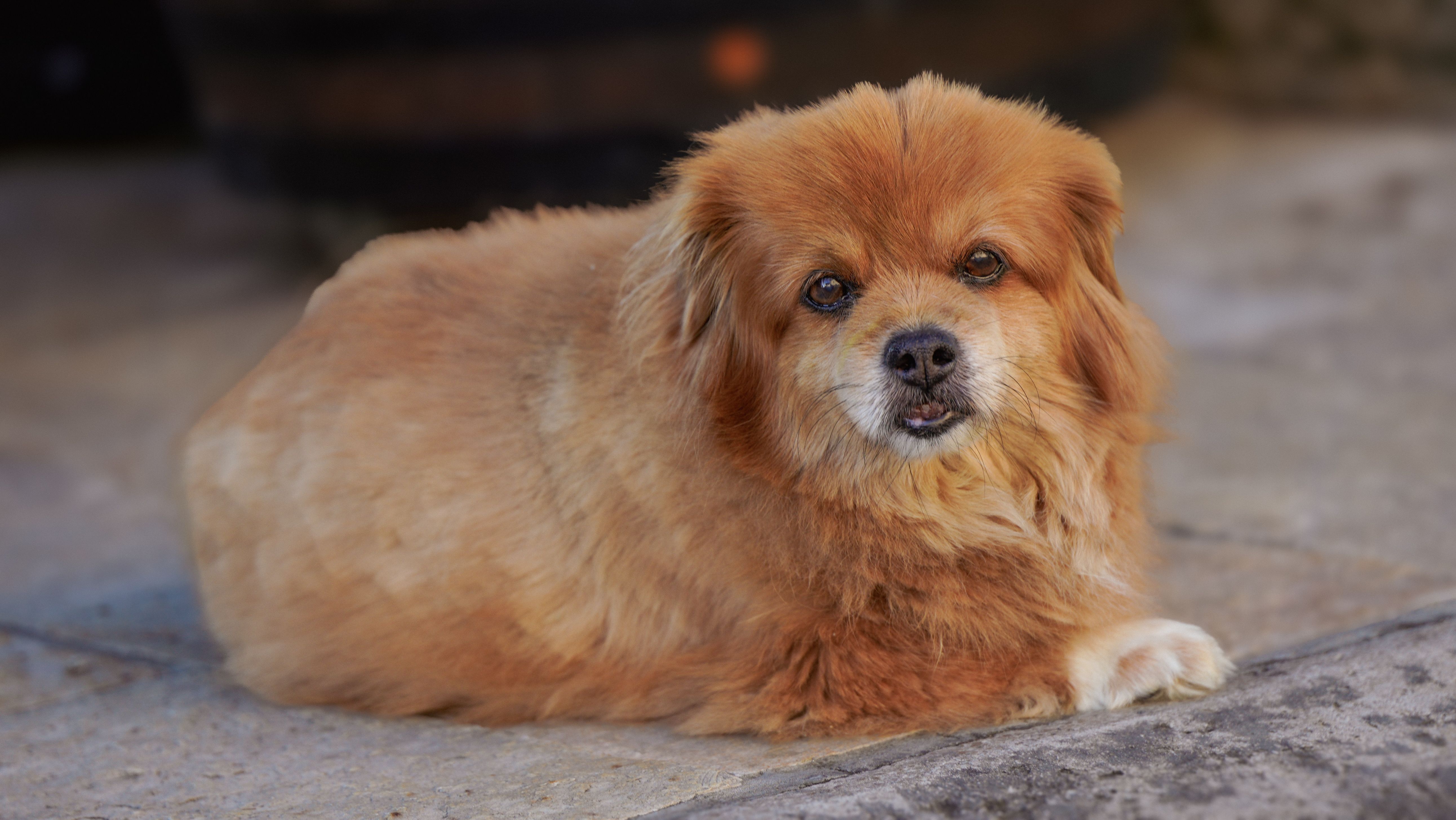 Can Pets Get Human Flu or Colds?