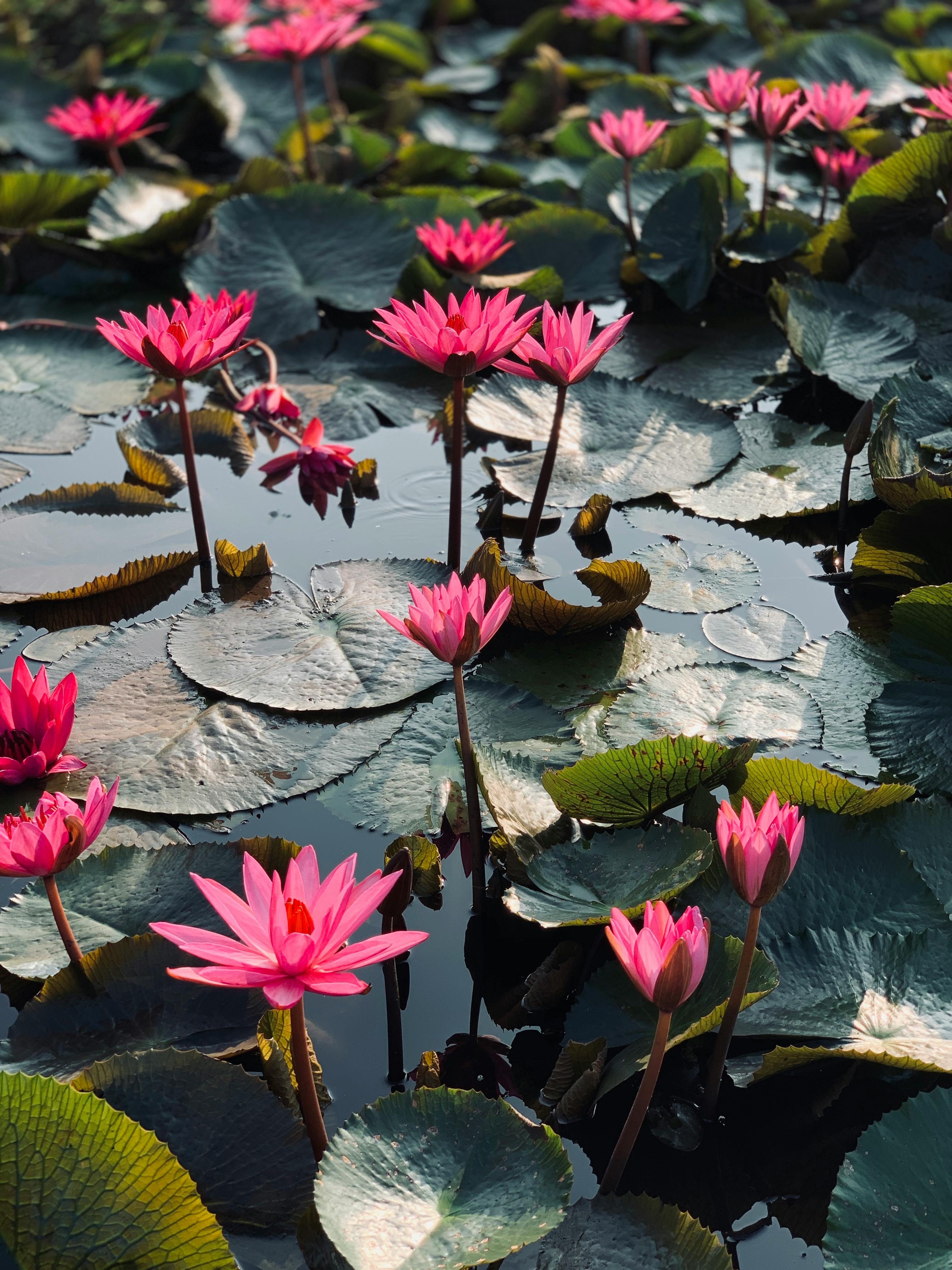 Beautiful pink water lilies blooming amidst lush green leaves, creating a calming and picturesque scene.