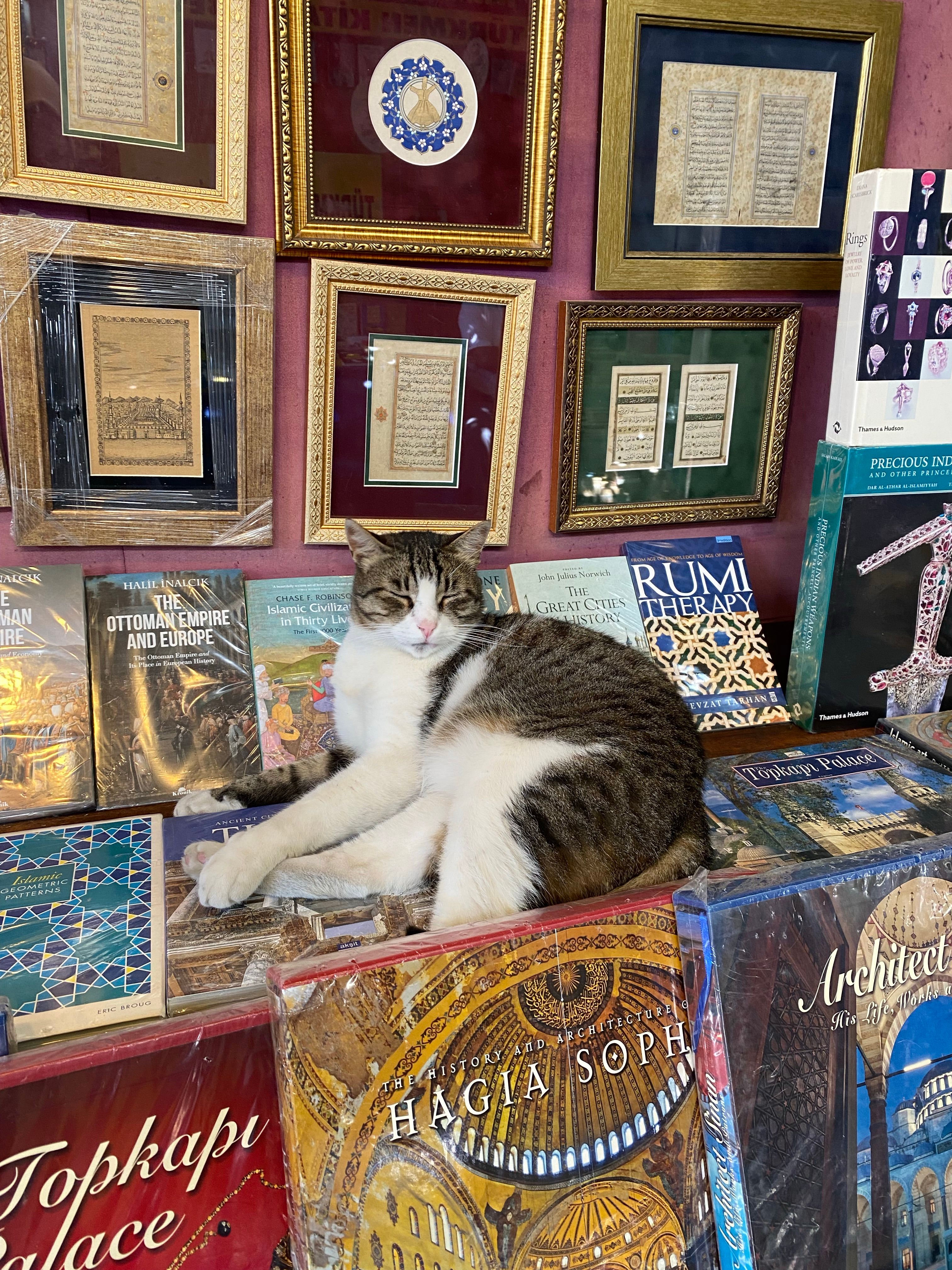 Cat resting among historical books and frames · Free Stock Photo