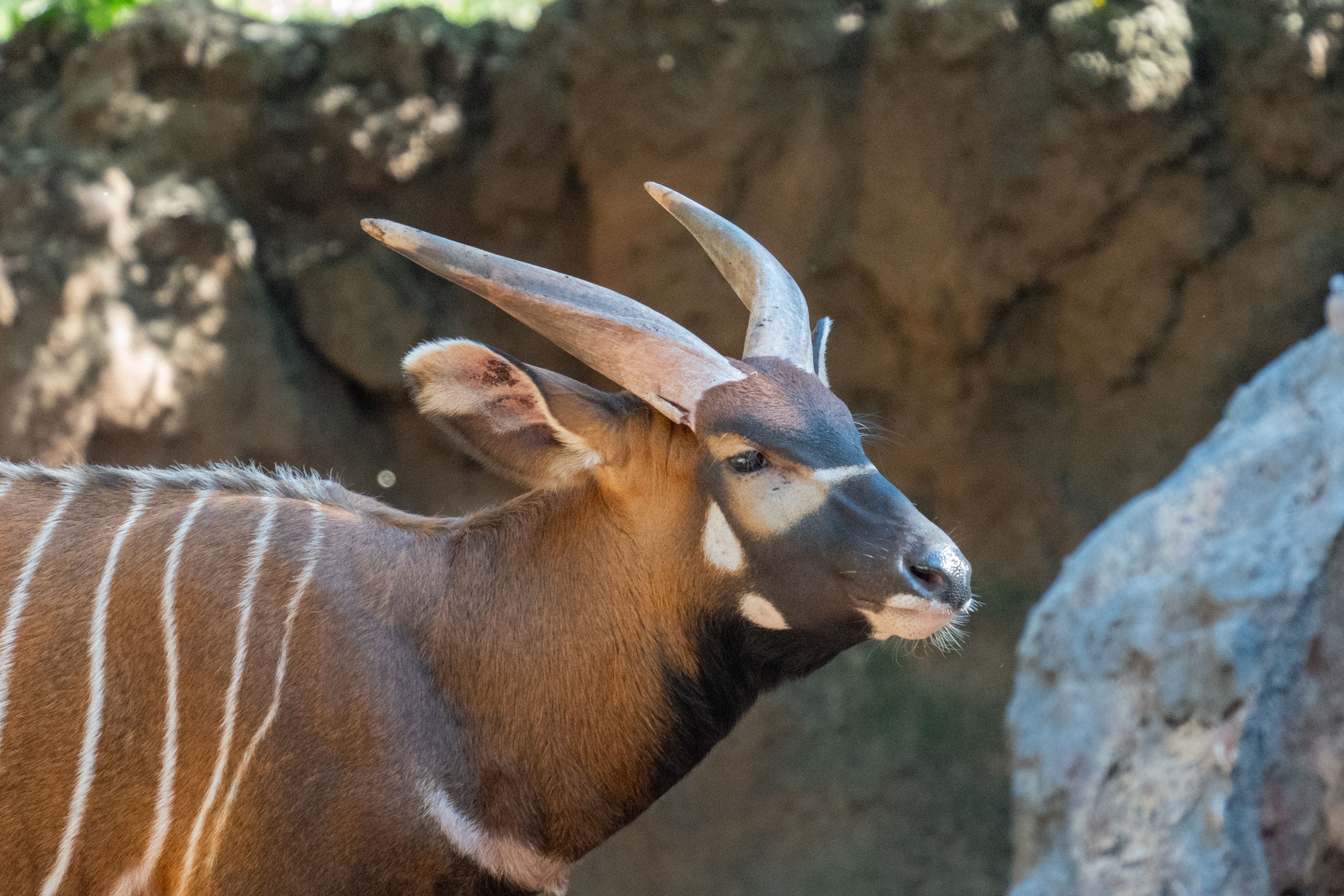 Kenya's Endangered Mountain Bongos Return Home in Conservation Milestone
