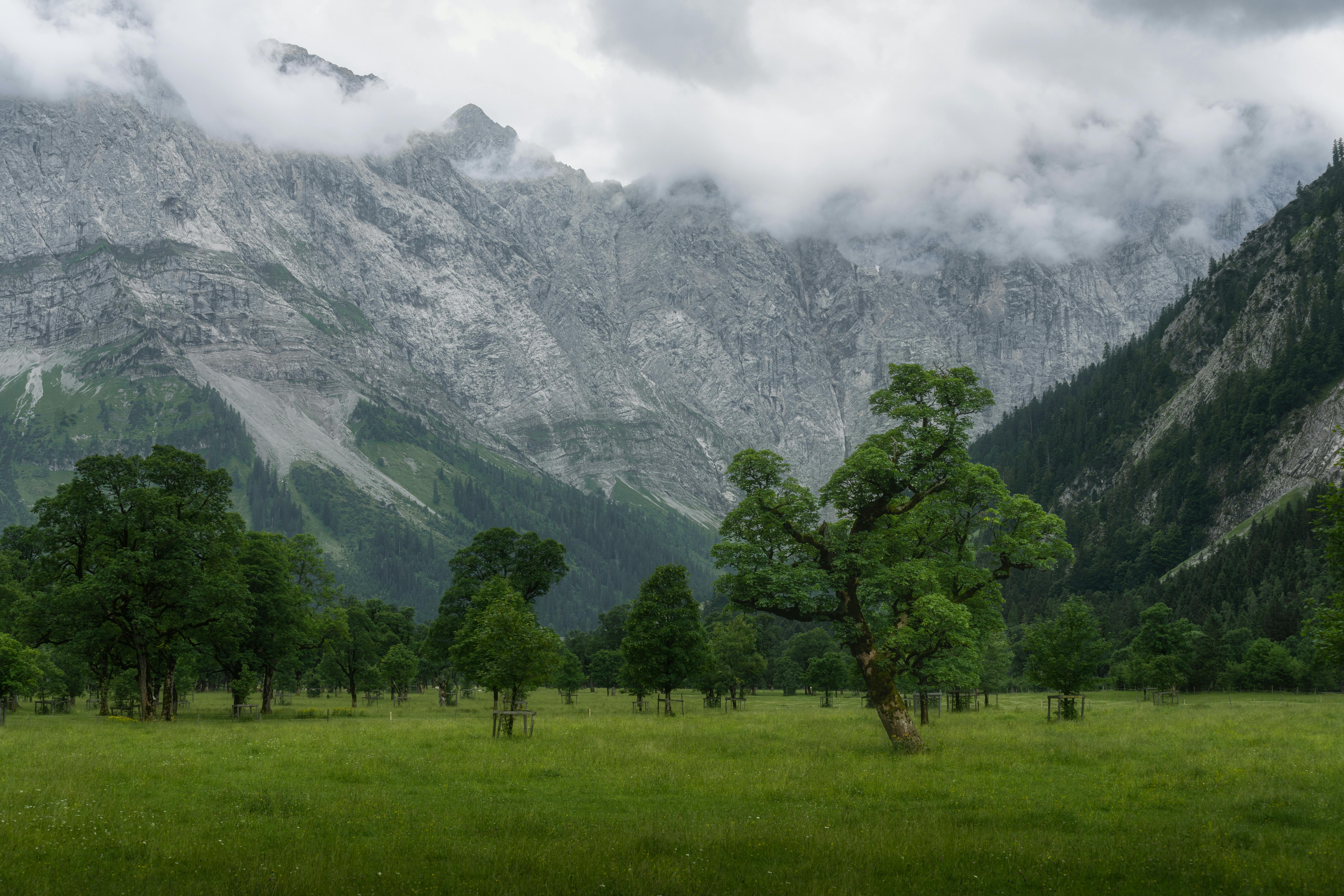 Peaceful alpine meadow with lush green trees and misty mountains in Austria.