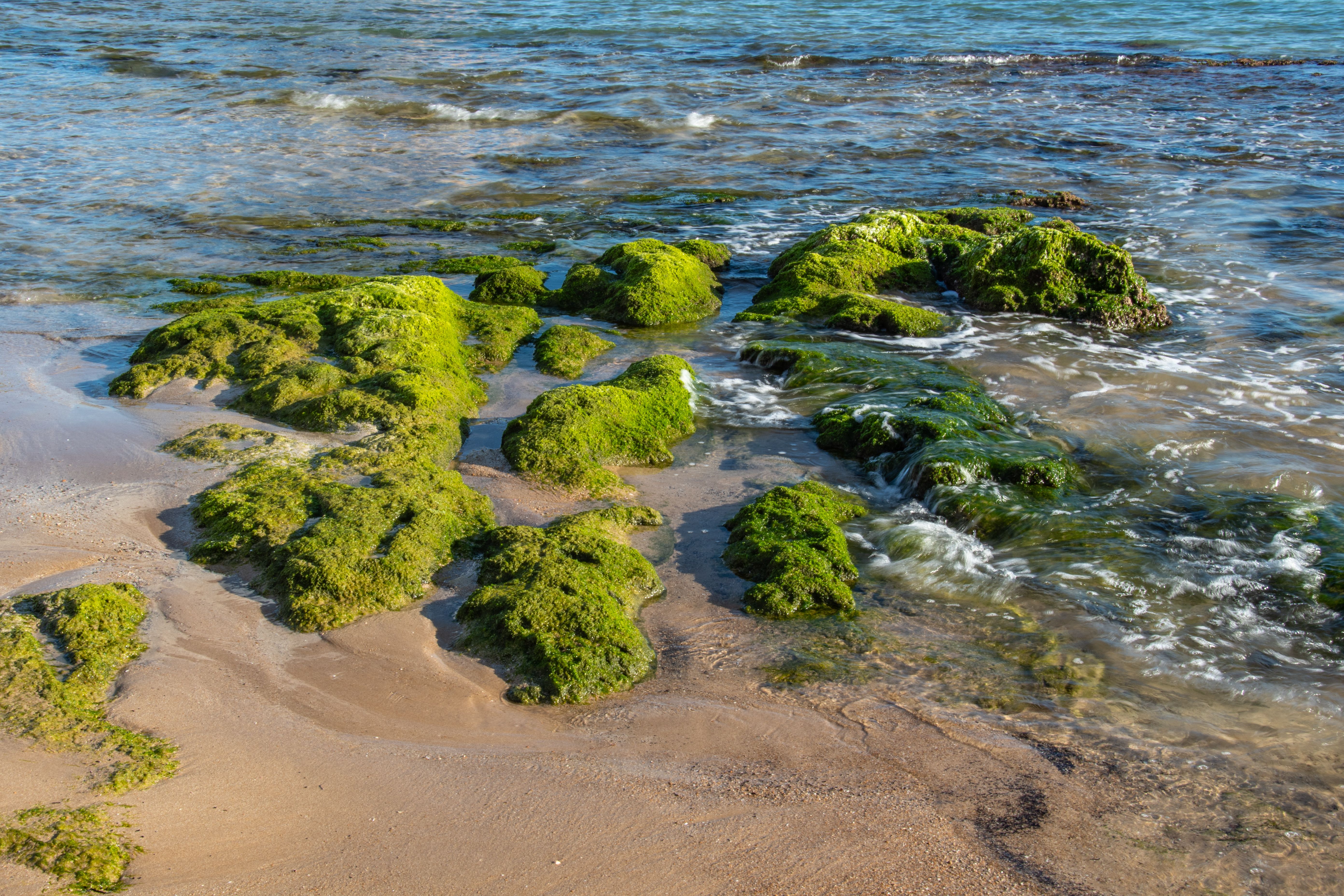 Red Tide and Your Health: What You Need to Know