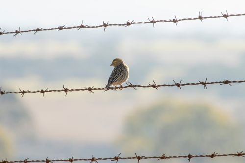Free A solitary sparrow rests on barbed wire, set against a sunlit countryside backdrop. Stock Photo