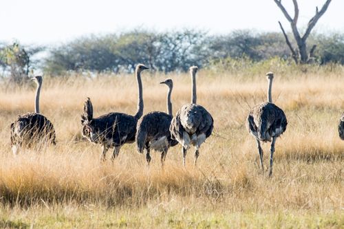 Free Ostriches walking through an African savanna during the day. Nature wildlife photography. Stock Photo