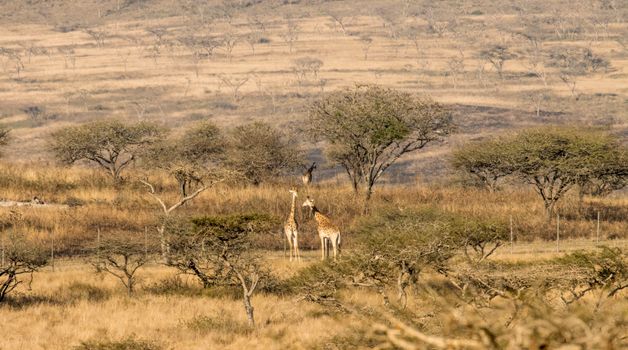 Two giraffes grazing in the expansive African savanna, surrounded by acacia trees.