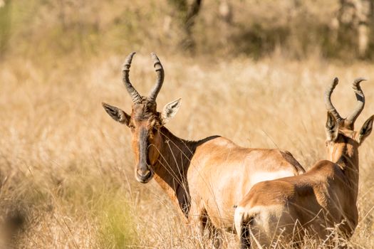 Two antelopes in a dry grassland during daytime. Perfect capture of wildlife in natural environment.