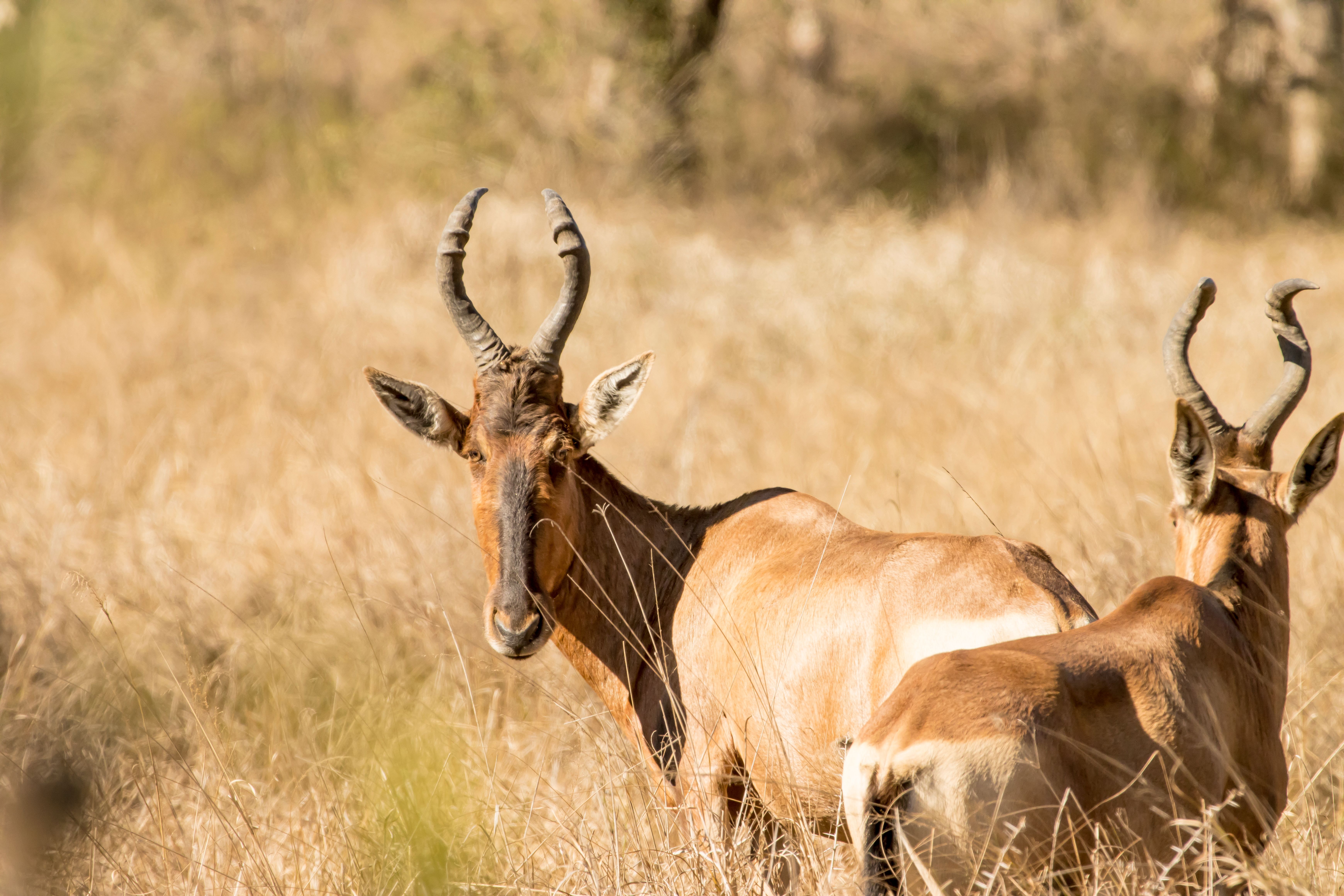 Two Antelopes Grazing in Grassland Habitat · Free Stock Photo