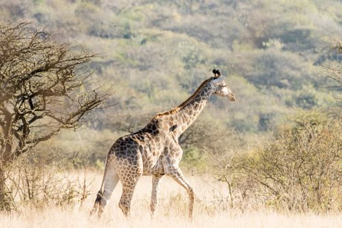 Free Giraffe strolling through the African savannah, accompanied by birds on its back, during daylight. Stock Photo