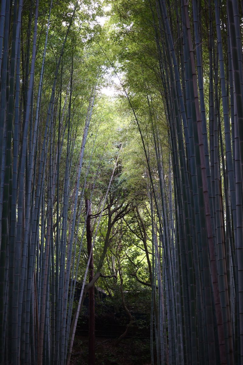 Arashiyama bamboo grove