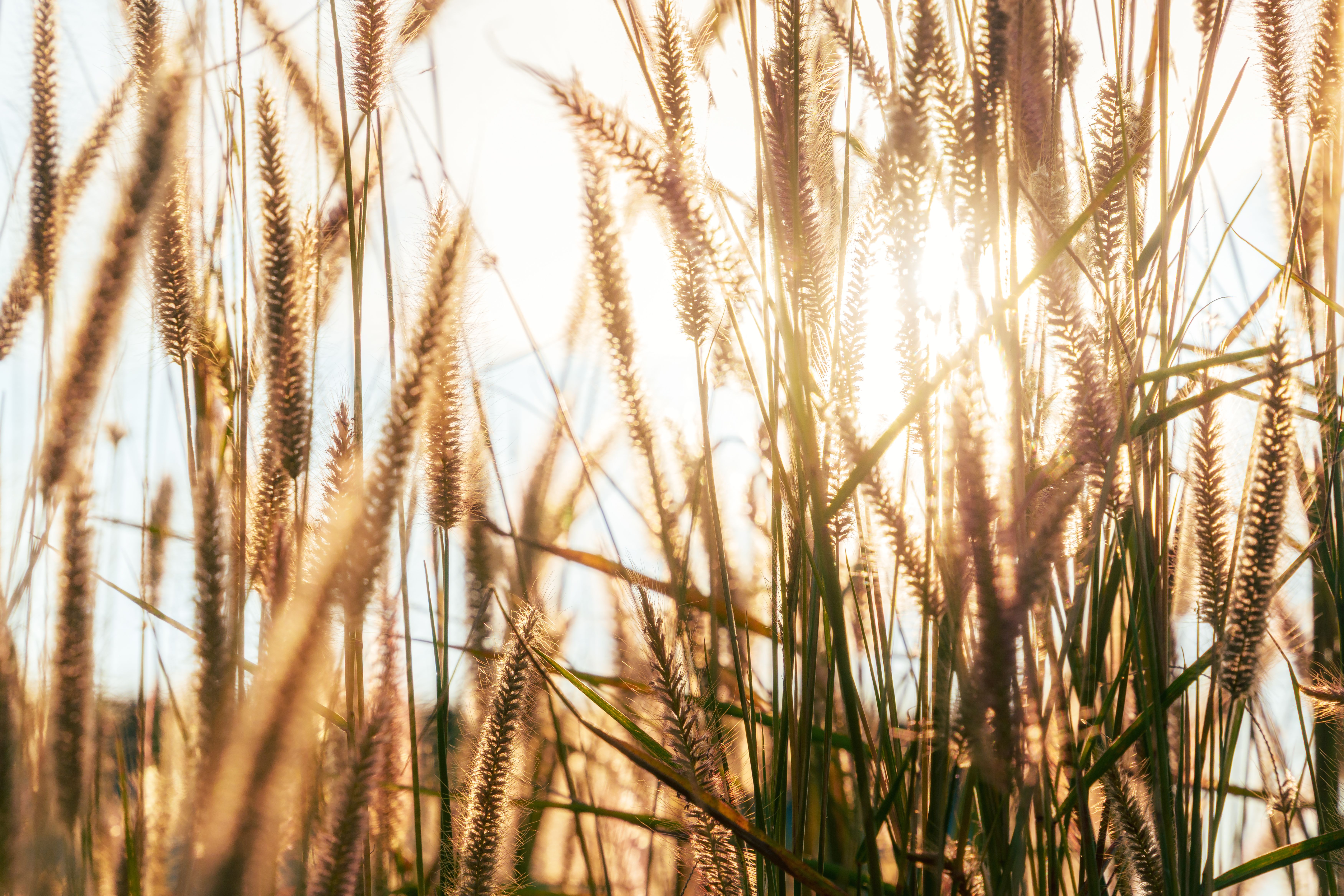 Golden grasses swaying in the sunlight, capturing a serene natural scene.