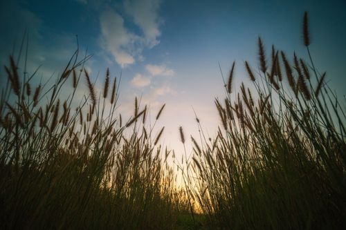 Free Captivating view of tall grass silhouetted against a serene sunset sky with clouds. Stock Photo