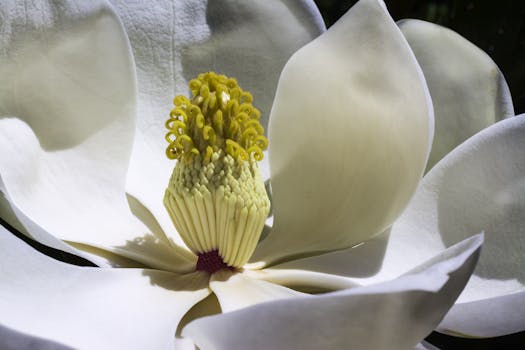 Free stock photo of spring, flower, bloom, flora