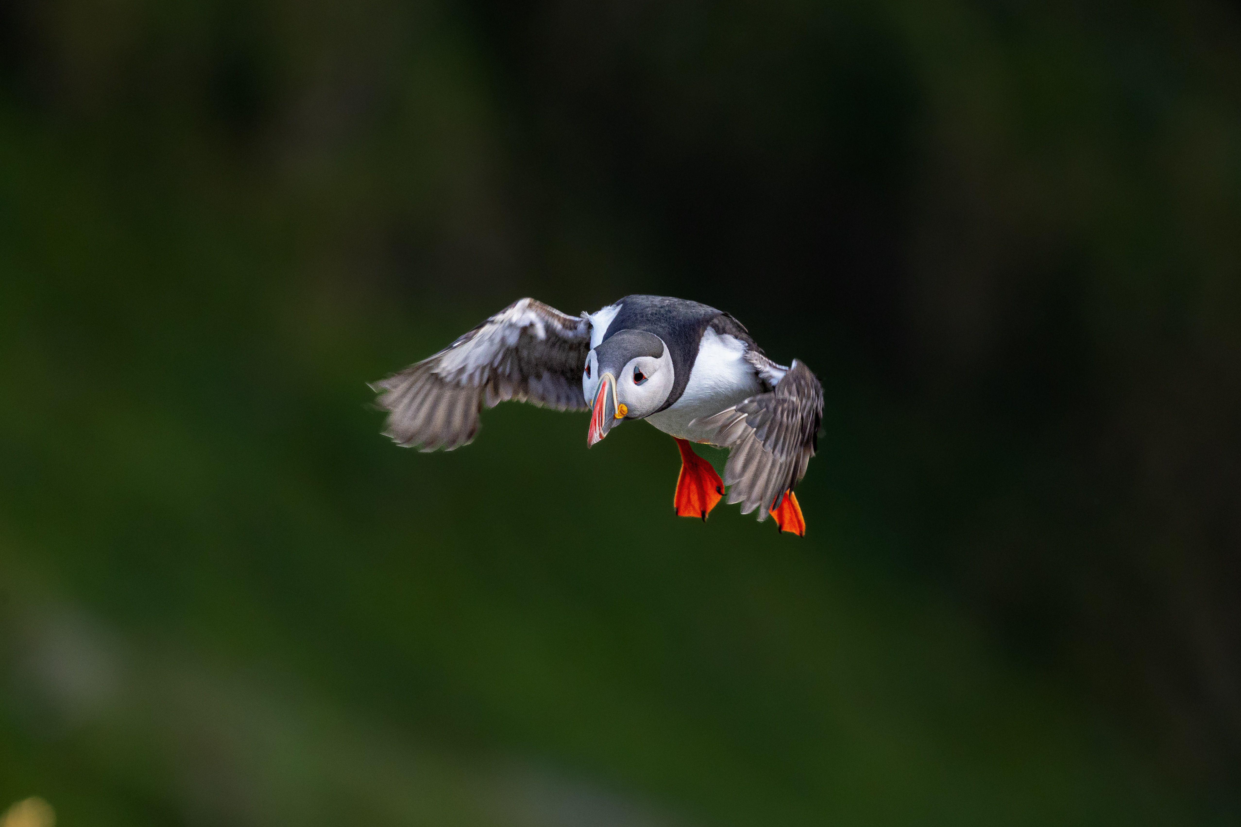 Gratis Dynamisk billede af en atlantisk lunder (Fratercula arctica) med farverigt næb og fødder, der flyver yndefuldt over en grøn baggrund. Lagerfoto