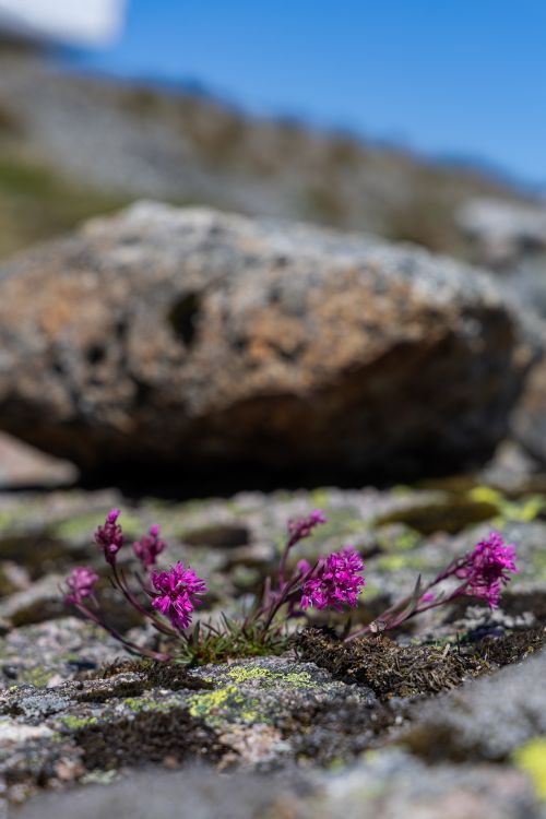 Free Close-up of purple wildflowers growing on rocky terrain under a clear blue sky. Stock Photo