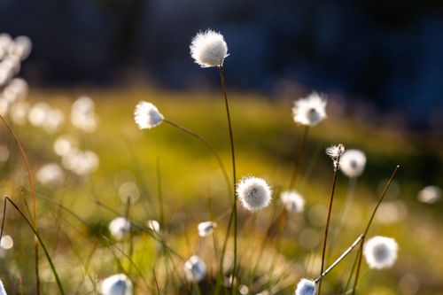 Free Delicate cotton grass blooms basking in warm sunlight, evoking tranquility. Stock Photo