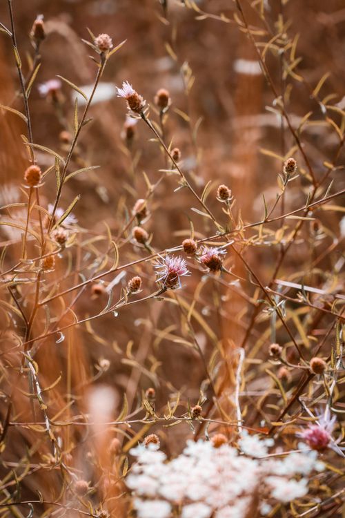 Free Beautiful macro shot of wildflowers in a field in Sarzeau, Bretagne, France. Stock Photo