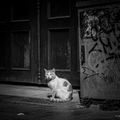 Street cat resting in a doorway - photo by Aysegul Aytoren on Pexels