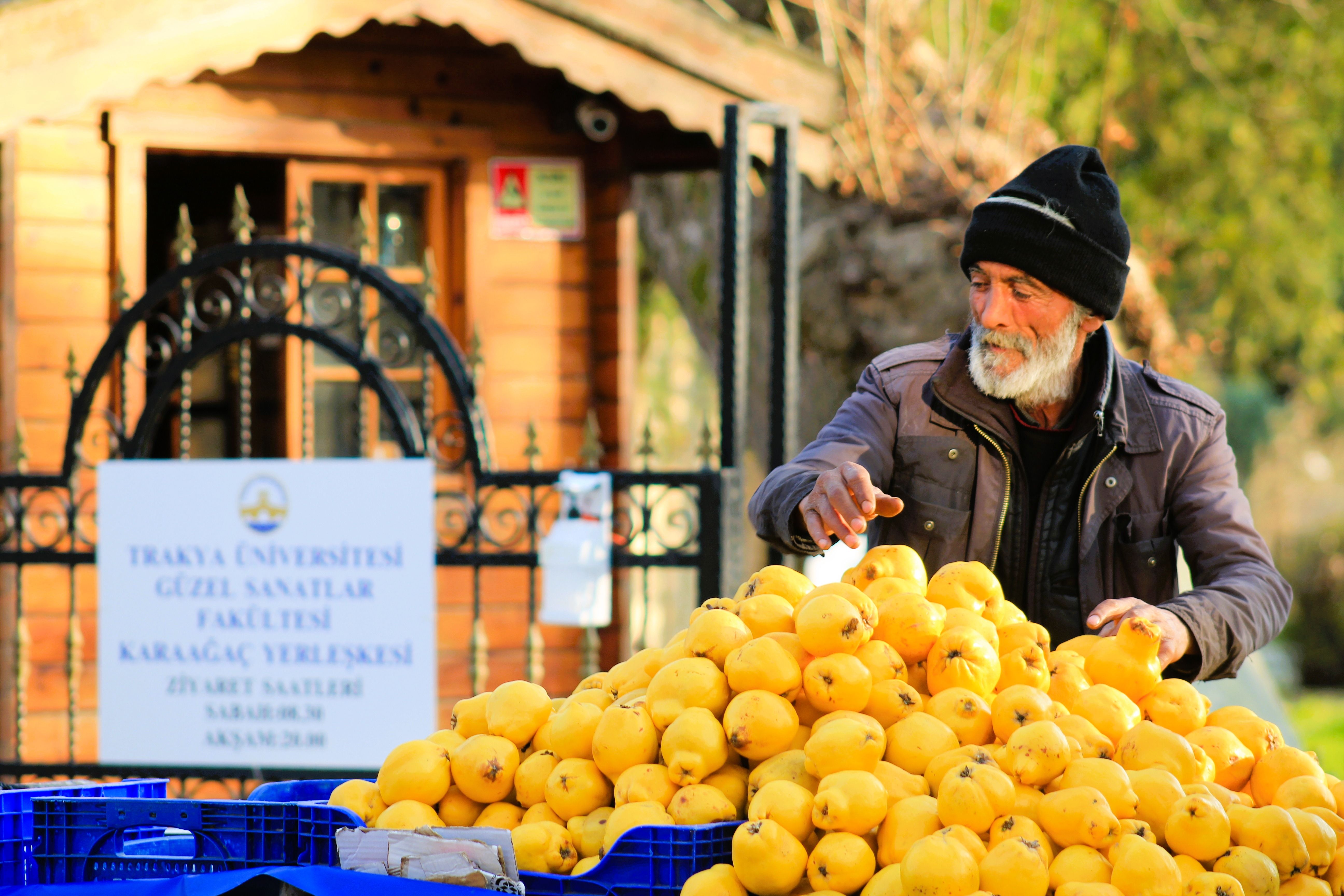 Elderly street vendor selling a pile of fresh yellow quinces in front of a university gate.